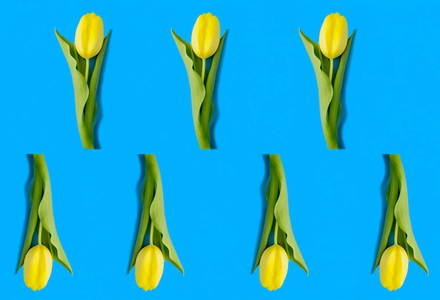 Tulipe jaune sur fond bleu Vue de dessus Mise à plat Motif