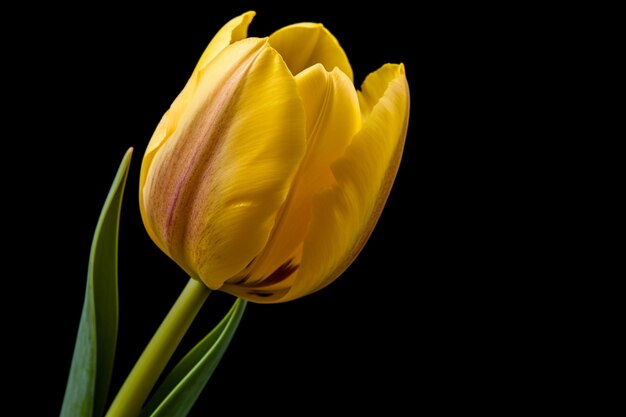 Une tulipe jaune sur fond noir