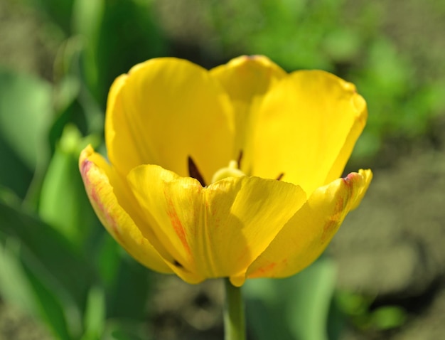 Tulipe jaune sur fond vert Tulipe de fleur de printemps en fleurs