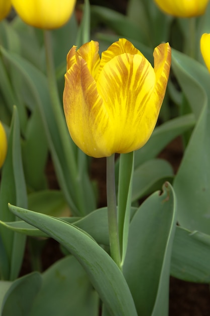 Tulipe jaune fraîche dans le jardin