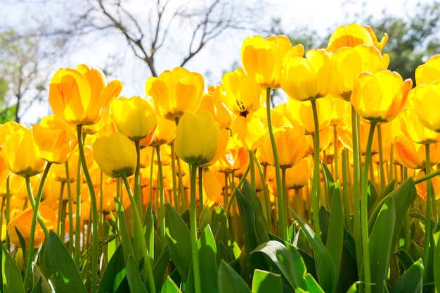 Tulipe jaune fraîche avec fond flou.