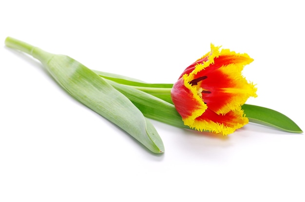 Tulipe jaune isolé sur blanc