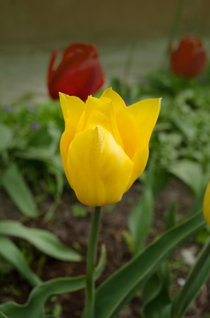 Tulipe jaune présente Belles tulipes jaunes Belles tulipes dans un champ de tulipes