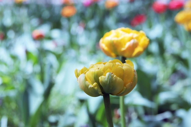 Tulipe jaune qui fleurit dans le contexte d'un groupe de plantes colorées paysage printanier