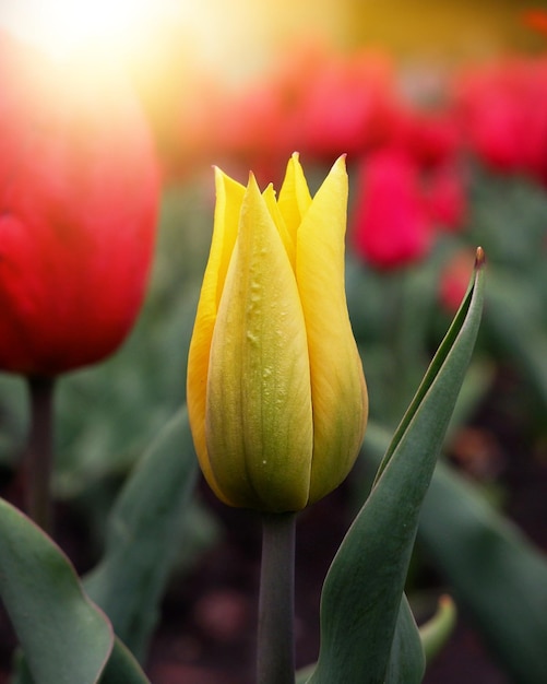 Une tulipe jaune vif qui pousse dans un champ de tulipes rouges