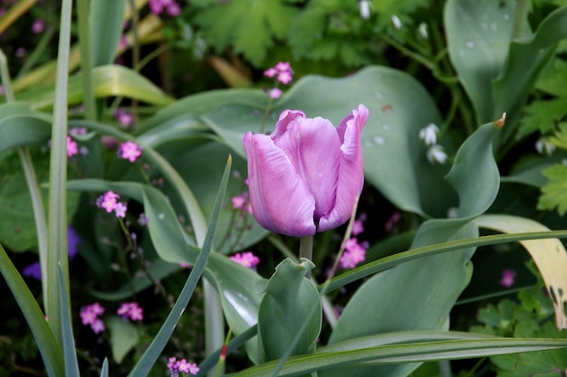 Une tulipe lilas émergeant parmi les feuilles vertes