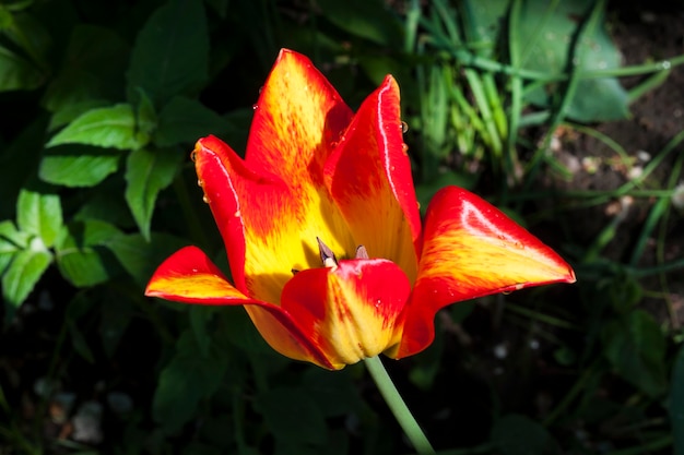 Tulipe magnifiquement colorée