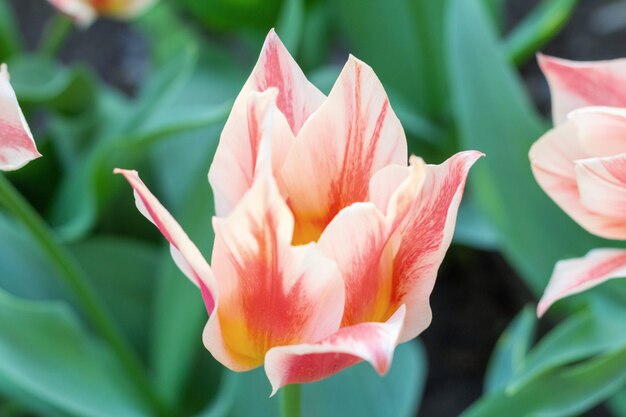 Tulipe orange colorée fleur fraîche à un flou flou