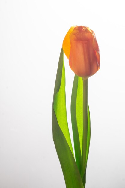 Une tulipe orange sur fond blanc