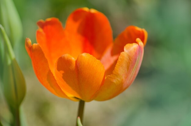 Tulipe Orange De Perroquets Tulipes Perroquet Abricot Couleur Orange Rose Close Up