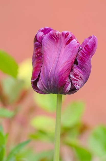 Tulipe perroquet bleu dans le jardin Belle tulipe pourpre perroquet