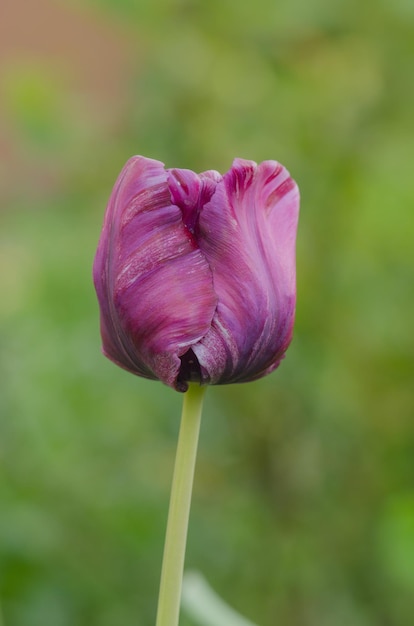 Tulipe perroquet bleu dans le jardin Belle tulipe pourpre