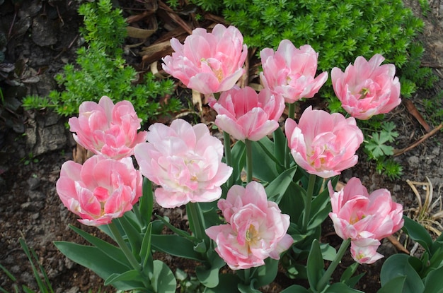 Tulipe pivoine rose double Double Shirley dans le jardin Belle tulipe rose double Fleur de pivoine rose tulipe double