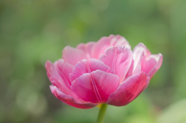 Tulipe pivoine rose double Shirley Double dans le jardin Tulipe double à fleurs de pivoine rose