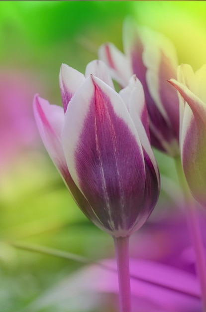 Tulipe pourpre Ballade bordée de nuances de blanc crème