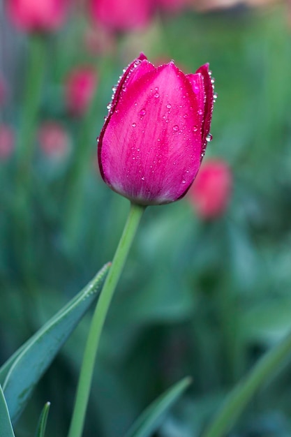 Tulipe pourpre dans le jardin libre