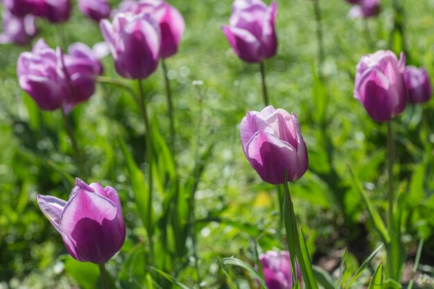 Tulipe pourpre sur fond vert