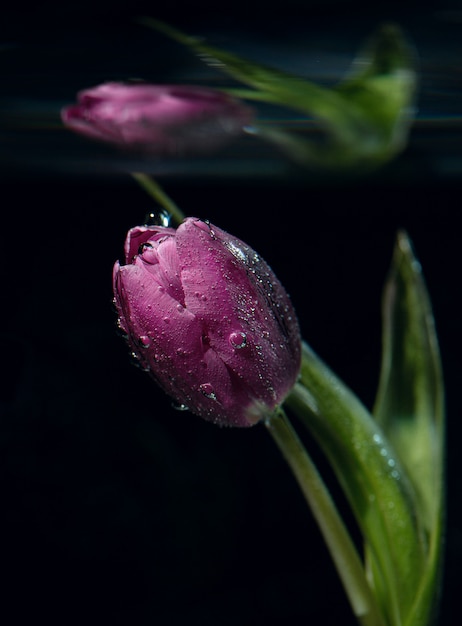 Tulipe pourpre avec des gouttes d'eau dans un vase noir sous l'eau