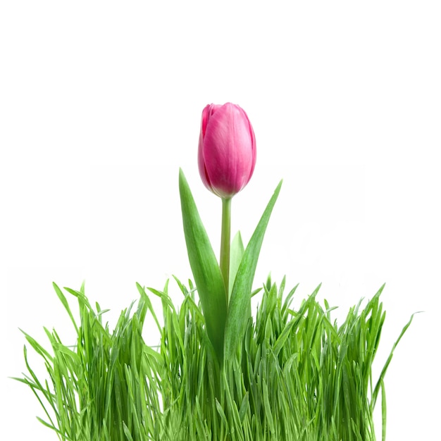 Tulipe pourpre et herbe verte isolée sur blanc