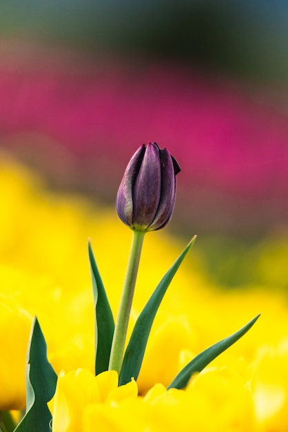 Tulipe pourpre avec une nature floue