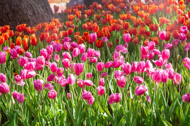 Tulipe pourpre et orange dans le jardin.