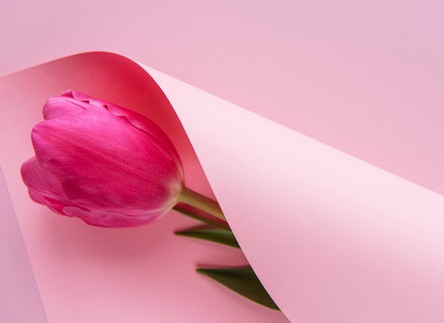 Tulipe de printemps enveloppée de papier rose