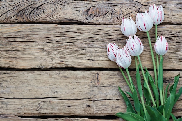 Tulipe de printemps sur fond en bois. Copier l'espace