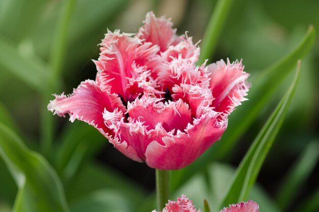 Tulipe Queensland sur le parterre Belle tulipe frangée éponge Queensland