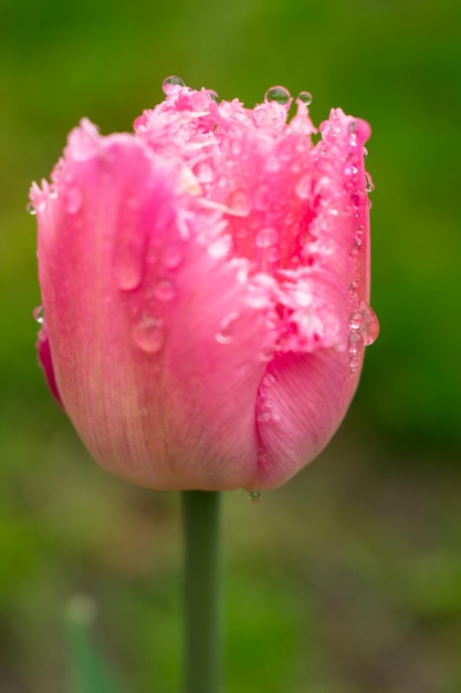 Tulipe rose après la pluie dans le jardin