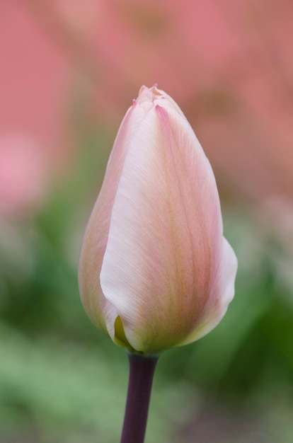 Tulipe rose avec une bande blanche sur le bord