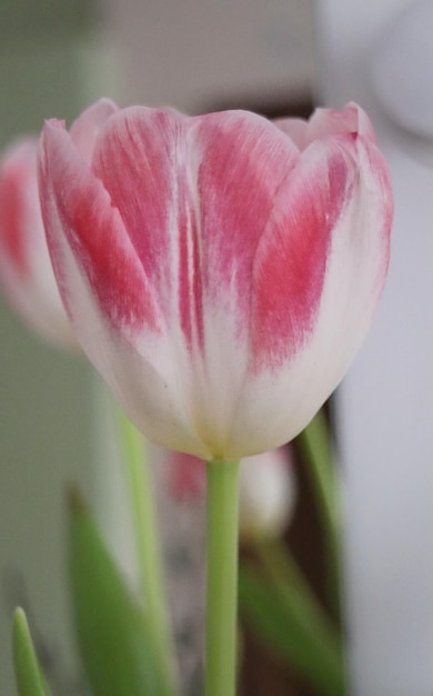 Une tulipe rose et blanche avec le mot tulipe au milieu.