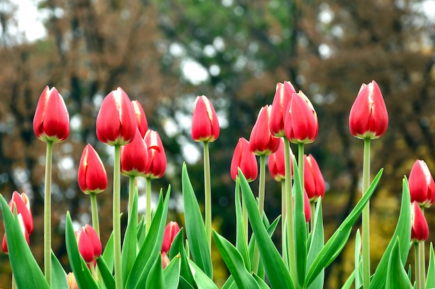 La tulipe rose dans le jardin.