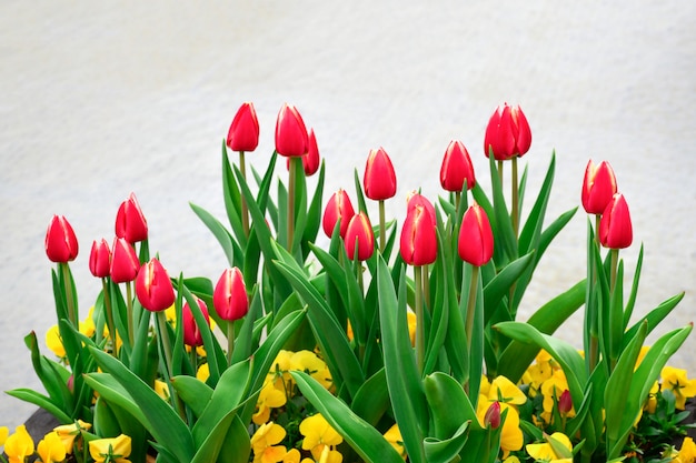 La tulipe rose dans le jardin.