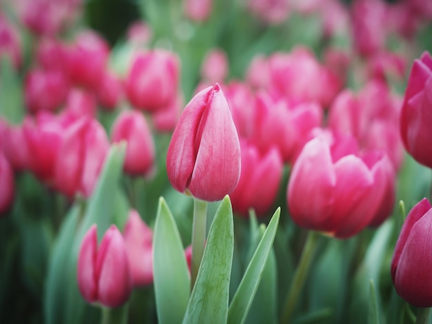 Tulipe rose dans le jardin