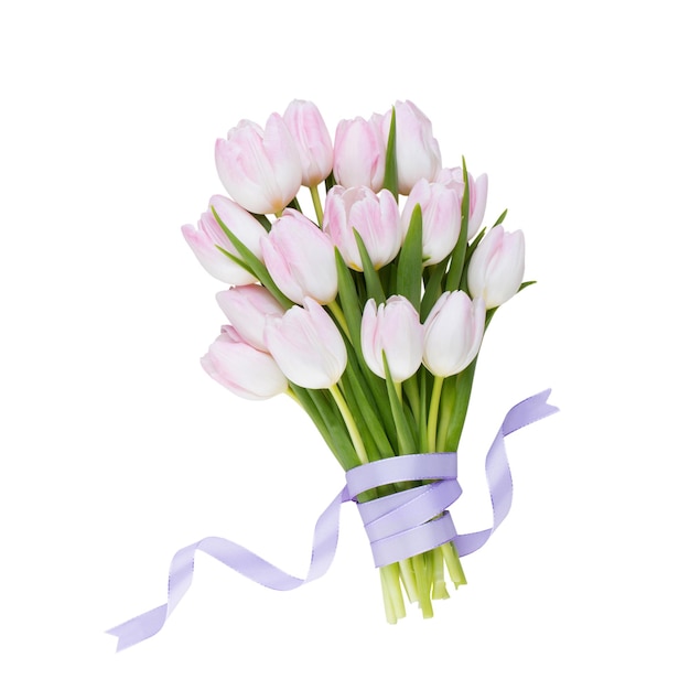 Tulipe rose sur fond blanc Fond de Pâques