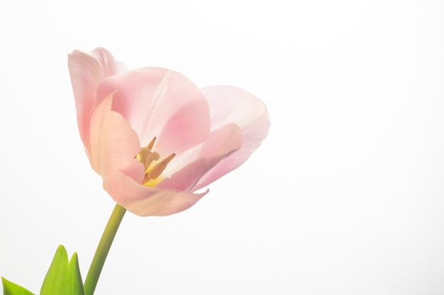 Une tulipe rose sur fond blanc