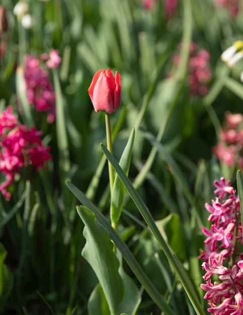 tulipe rose sur fond vert dans le parc au printemps