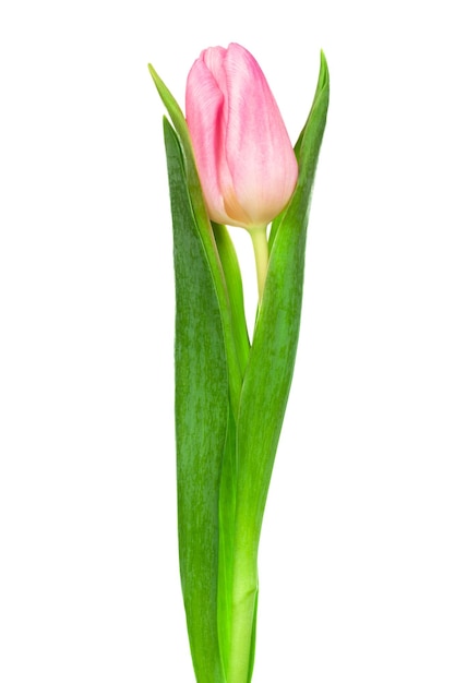 Tulipe rose simple