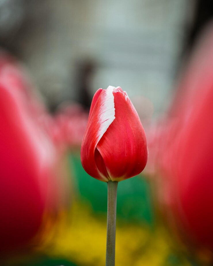 Photo une tulipe rouge au milieu avec d'autres tulipes en arrière-plan