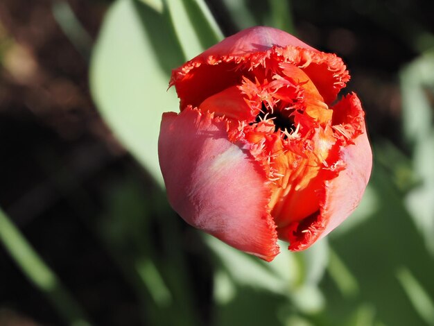 une tulipe rouge avec le centre rose et les pétales rouges