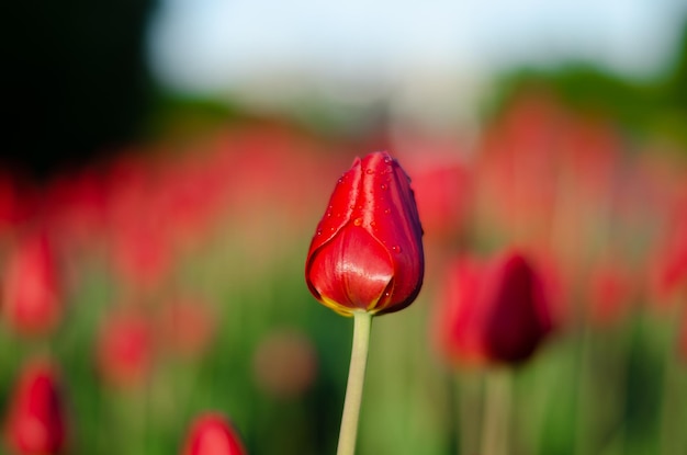 Une tulipe rouge dans un champ de tulipes