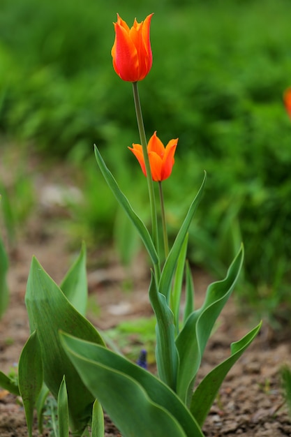 Tulipe rouge dans l&#39;herbe