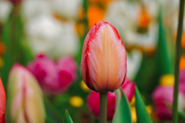 tulipe rouge dans le jardin au printemps