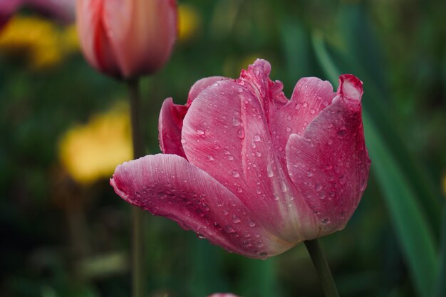 tulipe rouge en été dans le jardin, tulipes dans la nature