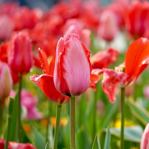 tulipe rouge en été dans le jardin, tulipes dans la nature