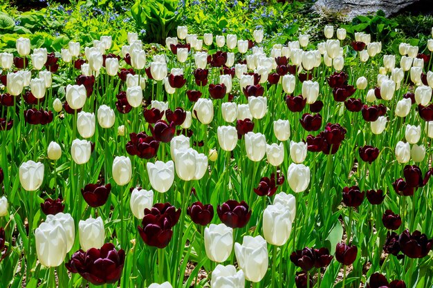 Tulipe rouge foncé avec des jantes blanches