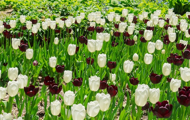 Tulipe rouge foncé avec des jantes blanches