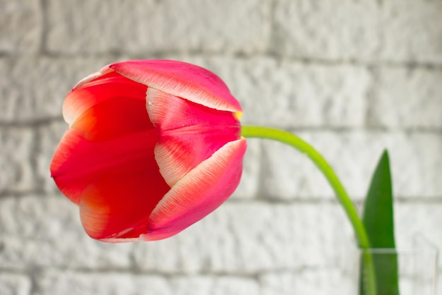 Tulipe rouge sur fond blanc