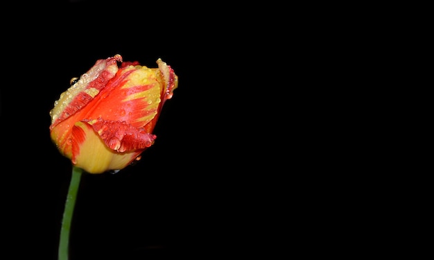 Tulipe rouge avec des gouttes de pluie sur fond noir