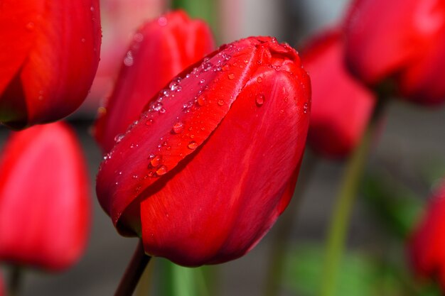 Photo tulipe rouge avec des gouttes de pluie